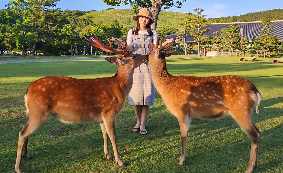 Cute Deer in Nara Park