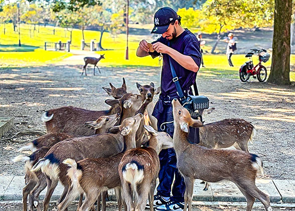 Nara Park