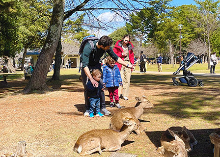 Feeding Deer in Nara Park