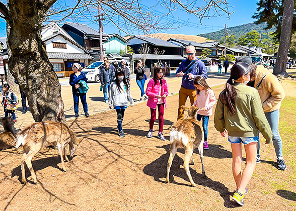 Feeding Deers in Nara Park