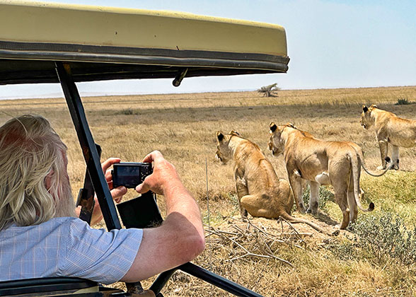 Meet Lions in the Amboseli National Park