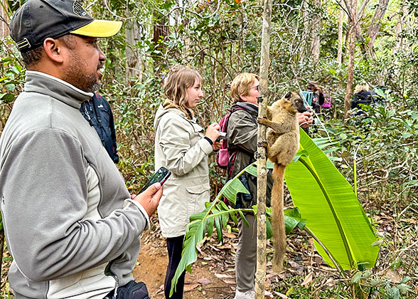 Spotting Lemurs in Analamazaotra National Park