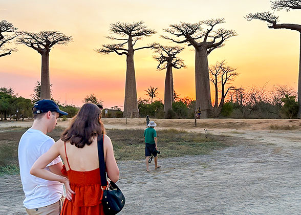 Avenue of the Baobabs at Sunset