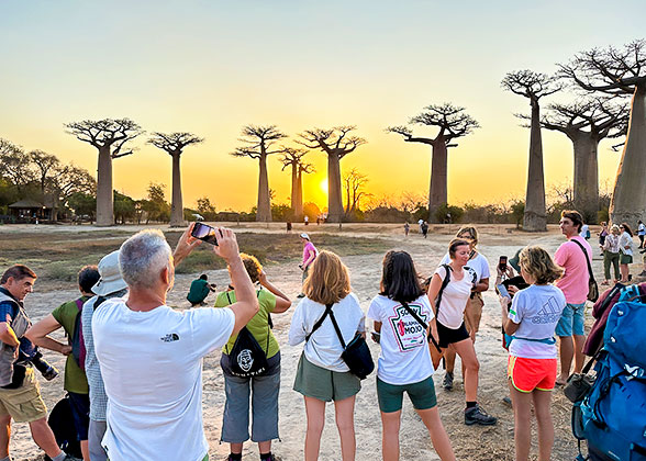 Avenue of the Baobabs at Sunset