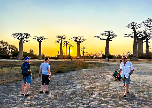 Avenue of the Baobabs at Sunset