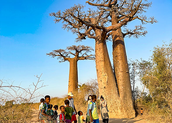 Baobabs