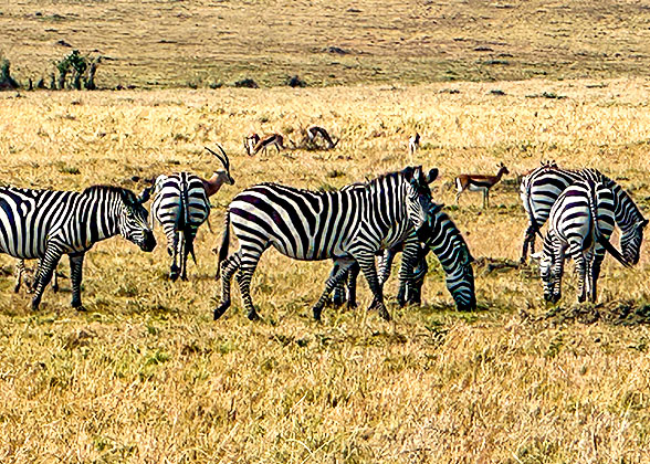 Group of Zebras