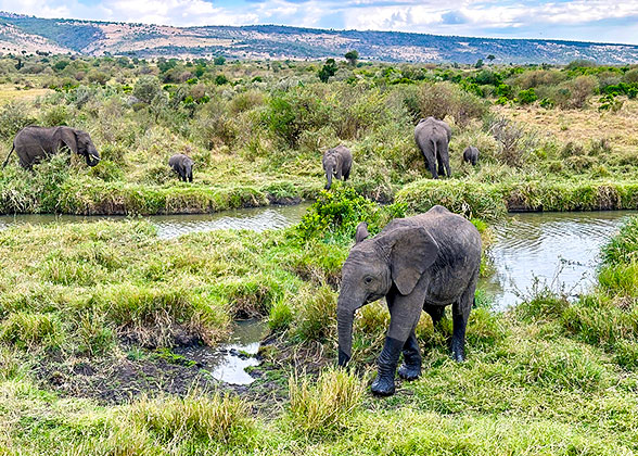 Spot the Elephants