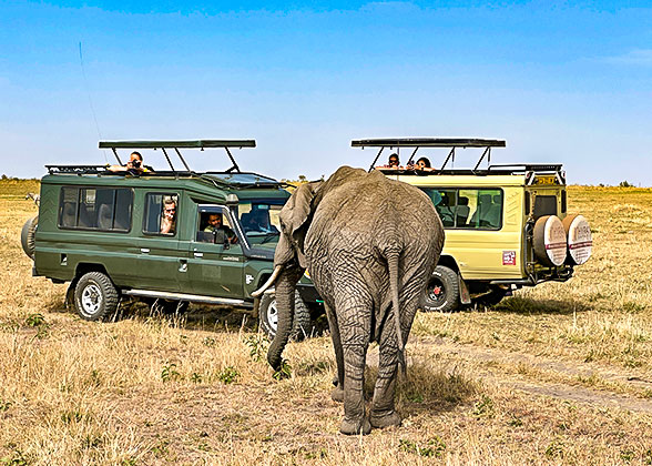 Meet an Elephant during the Game Drive