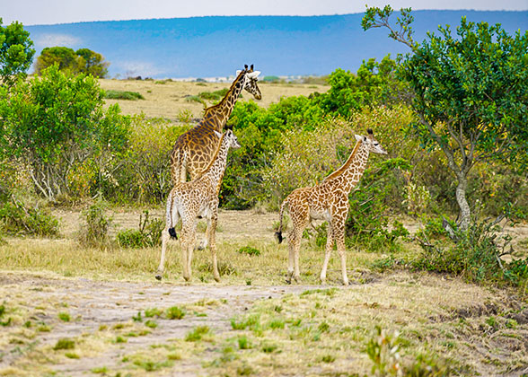 A Giraffe in the National Park