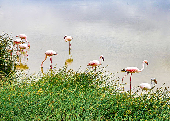 Flamingos in Lake Nakuru National Park