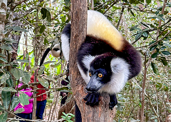 Black-and-white Ruffed Lemur