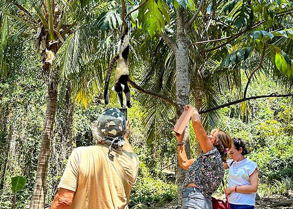 The Black-and-White Ruffed Lemur