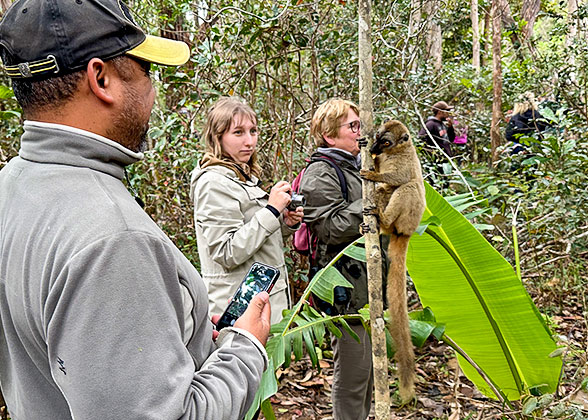 The Brown Lemur