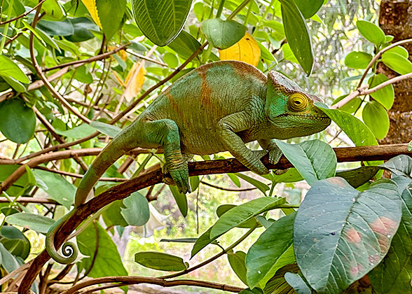 Chameleon in the Reserve Peyreiras