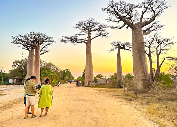 Giant Baobabs