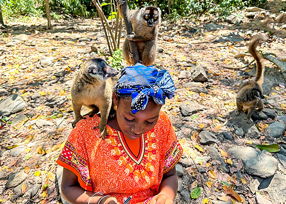 Golden Bamboo Lemurs