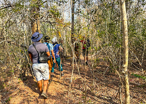 Hike in the Kirindy Forest