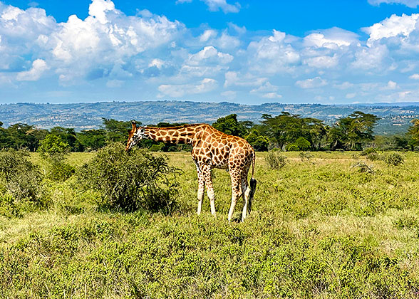 A Giraffe in the National Park