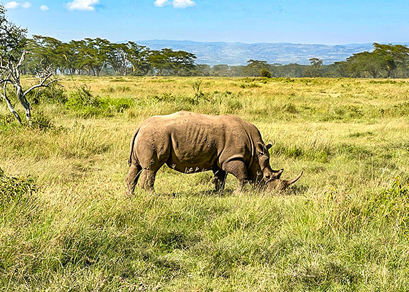 Meet a Rhino in Masai Mara