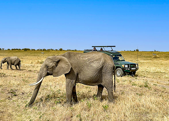 Elephant in Nairobi National Park