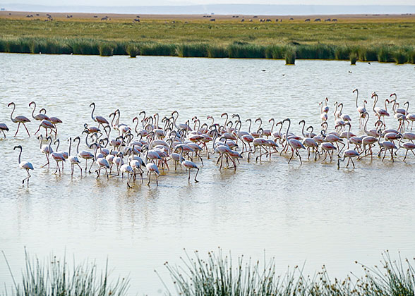 Flamingos in Lake Nakuru National Park