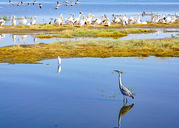 A Bird Flock in Lake Nakuru National Park