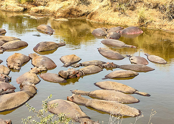 Spot the Hippos