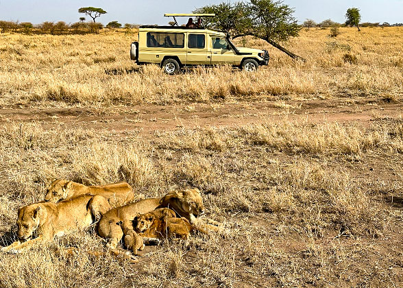 Game Drive in Masai Mara National Reserve