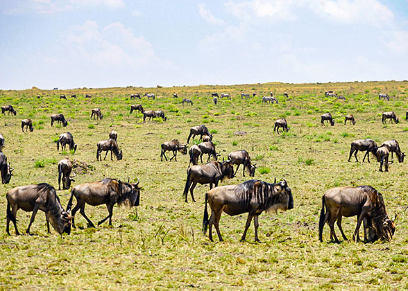 Wildebeests in Masai Mara National Reserve