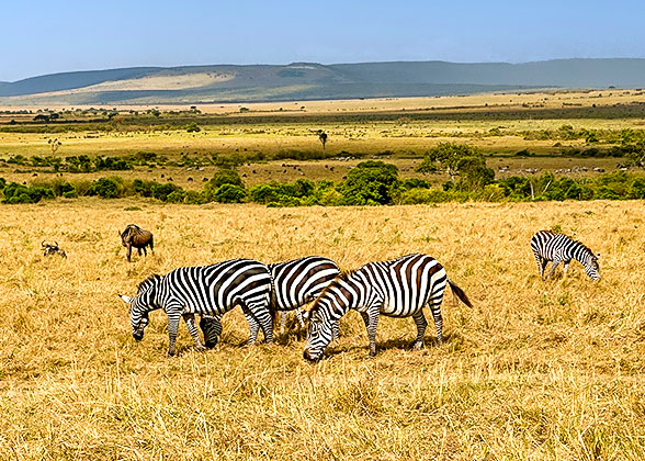 Zebras in Masai Mara