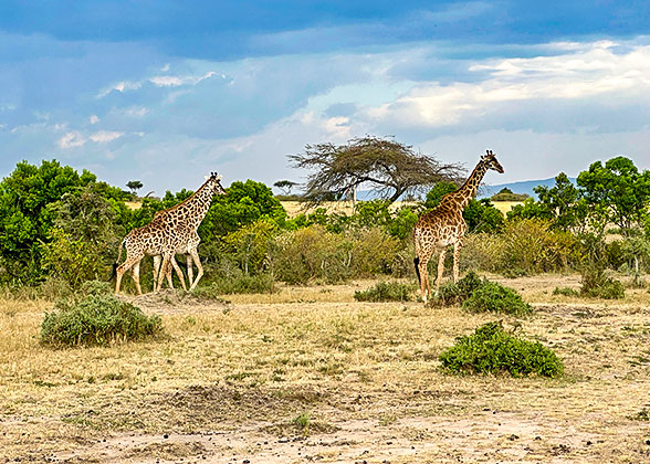 Giraffes in the Masai Mara Reserve