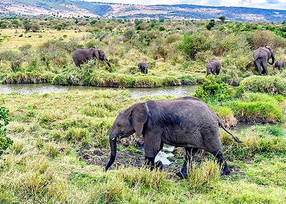 Spot the Elephants