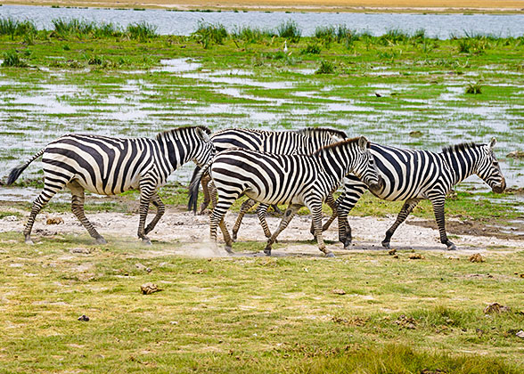 Zebras in Samburu National Reserve