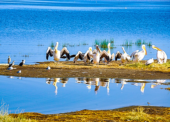 Birds in Tsavo East National Park