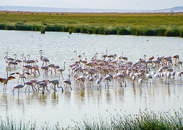 Birds in Lake Nakuru National Park