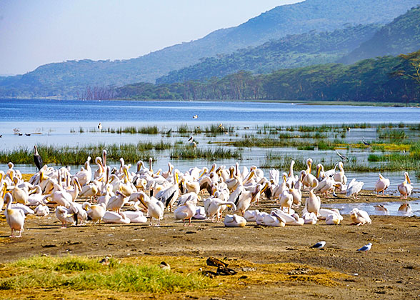 Meet a Bird Group in Lake Nakuru National Park