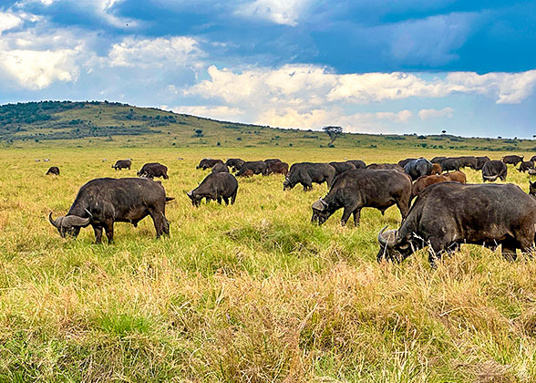 Buffaloes in the National Park