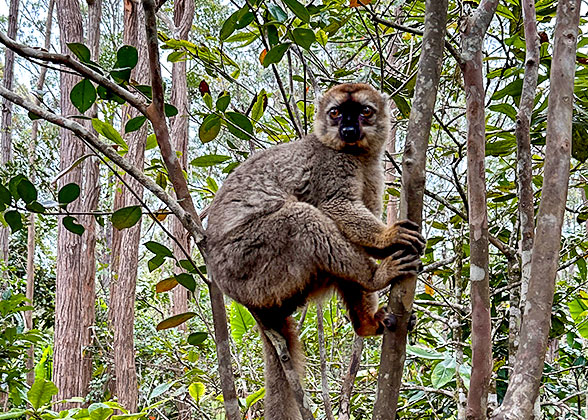 Lemur in the Reserve