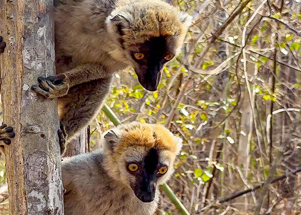 Cute Lemurs 