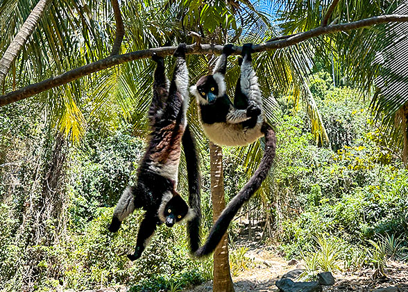 Lemurs Encounter