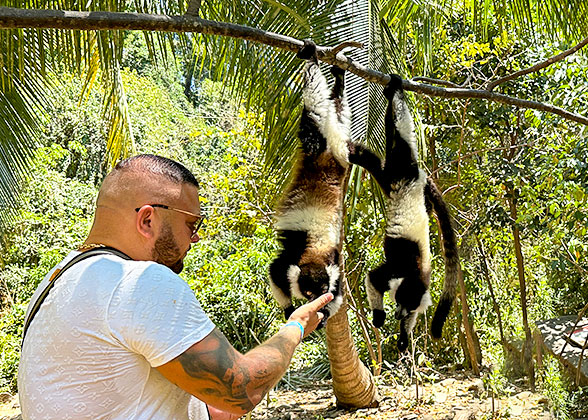 Lemurs in Analamazaotra National Park