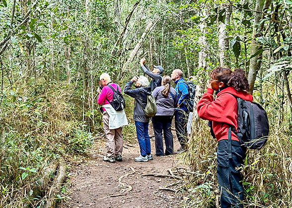 Spot Lemurs in Andasibe