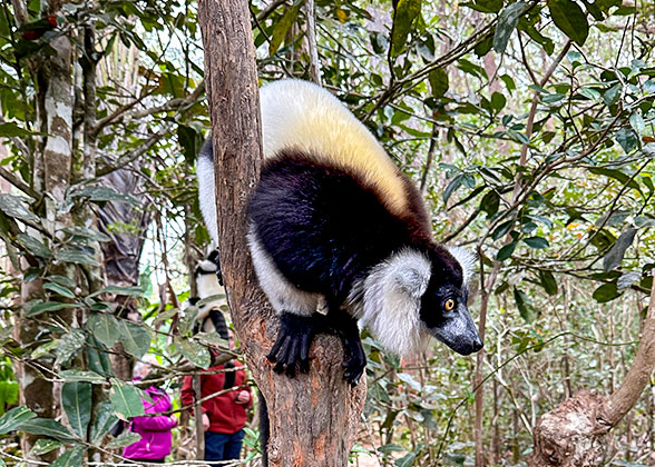 Lemurs in the Park