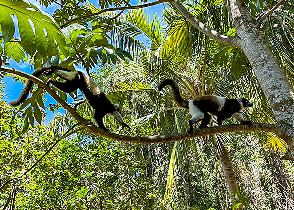 Lemurs on the Tree