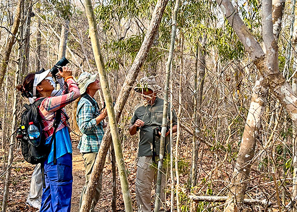 Lemurs Safari in Kirindy Forest