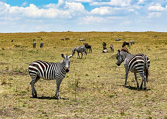 Meet the Zebras