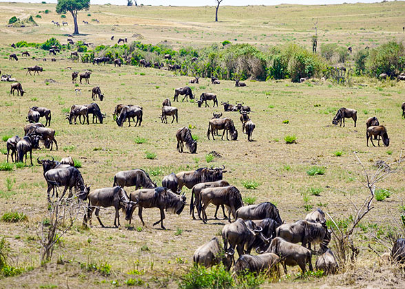 Wildebeests in Kenya