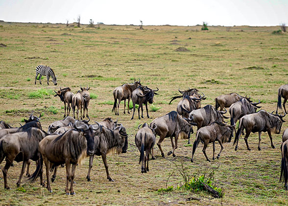  Wildebeests in Masai Mara National Reserve