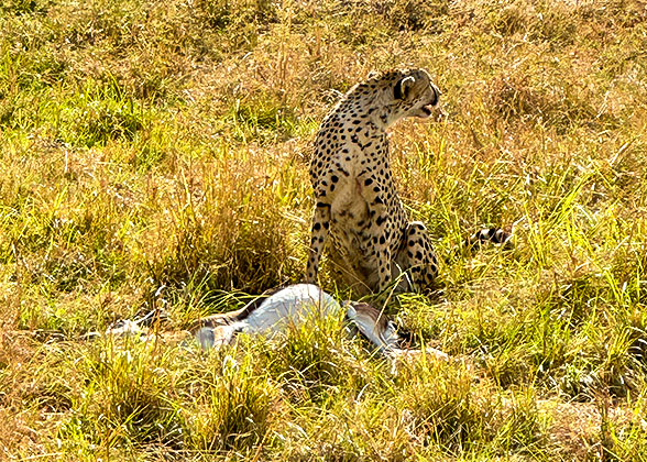 A Cheetah in the Reserve